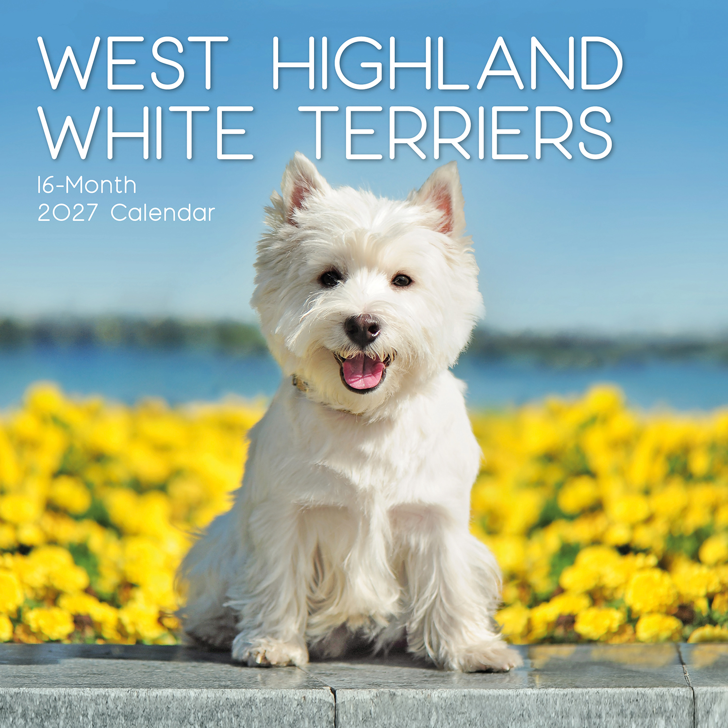 West Highland White Terriers 2027 Square Wall Calendar Westie Dogs Puppies Pets